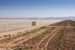 Image du Maroc Professionnelle de  Des fermes de grandes dimensions avec des terres agricoles qui ont profité de l’épierrage, d'un tri et enfin du broyage des roches cela a permis de créer des champs de grandes dimensions que l’on a divisés en zones séparées par des filets dans le but de les protéger contre l'action du vent. Avant de procédé à la plantation des orangers on avait équipé le sol d’un système moderne d'arrosage qui laisse passer l’eau petit à petit, dit "goutte à goutte" dans une nouvelle ferme moderne à Chichaoua, Mardi 27 Février 2007. (Photo / Abdeljalil Bounhar) 